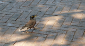 P1190823 Common Myna